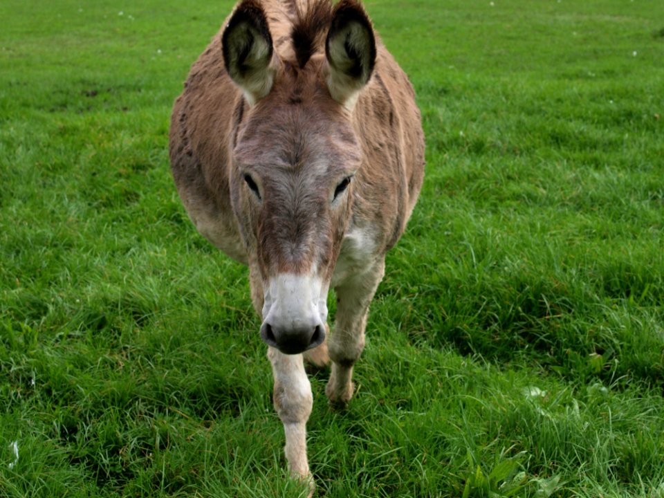Donkey Fauna Pasture Grass