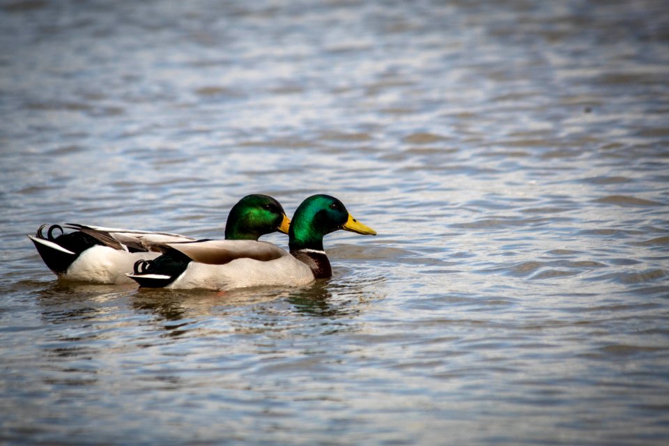 Duck Mallard Bird Water Bird