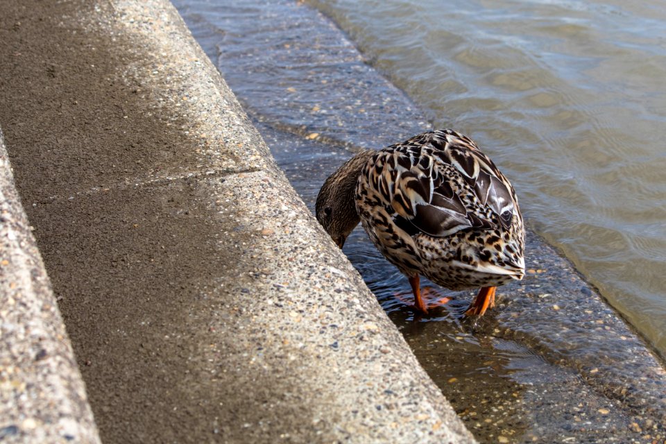 Fauna Bird Duck Water Bird