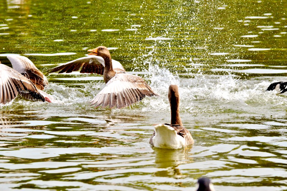 Water Bird Fauna Duck