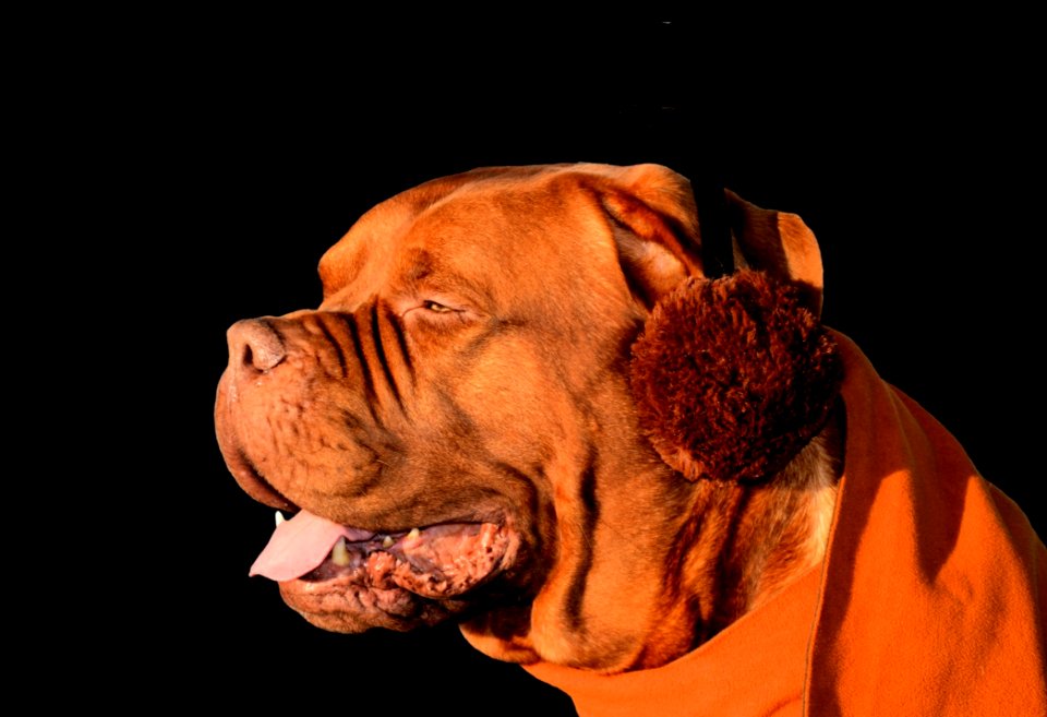 Dog Dog Like Mammal Vertebrate Dog Breed
