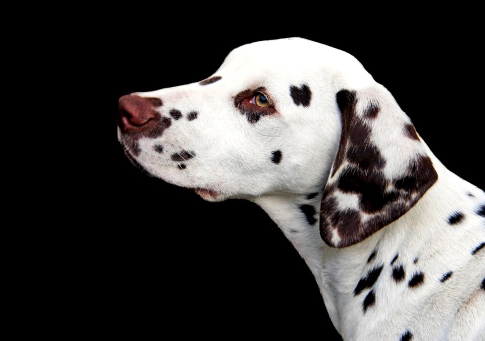 Dog Like Mammal Dalmatian Dog Breed Dog