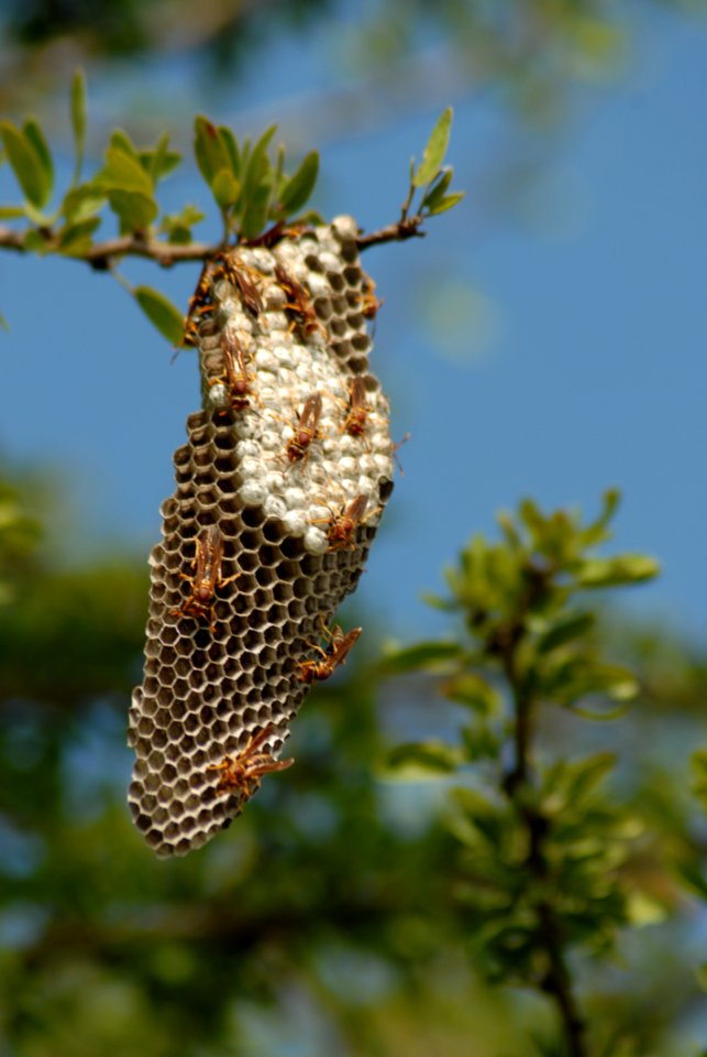 Insect Invertebrate Fauna Pollinator