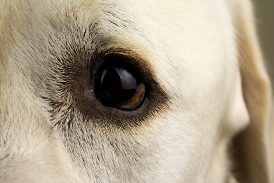 Nose Dog Breed Eye Snout photo