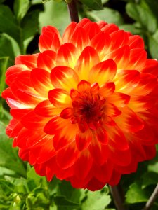Flower Plant Dahlia Petal