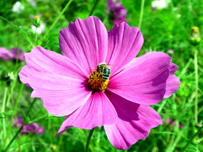 Flower Garden Cosmos Flora Nectar