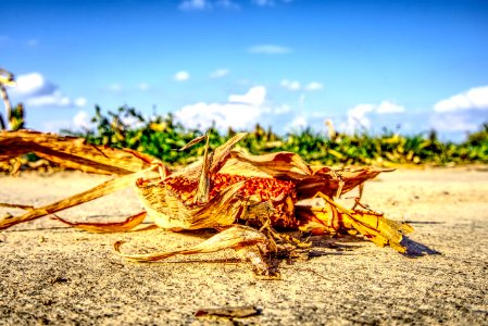 Ecosystem Sky Leaf Soil