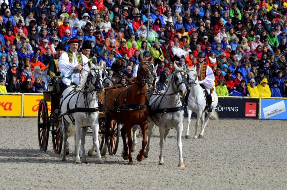 Horse Harness Pack Animal Competition Event Traditional Sport
