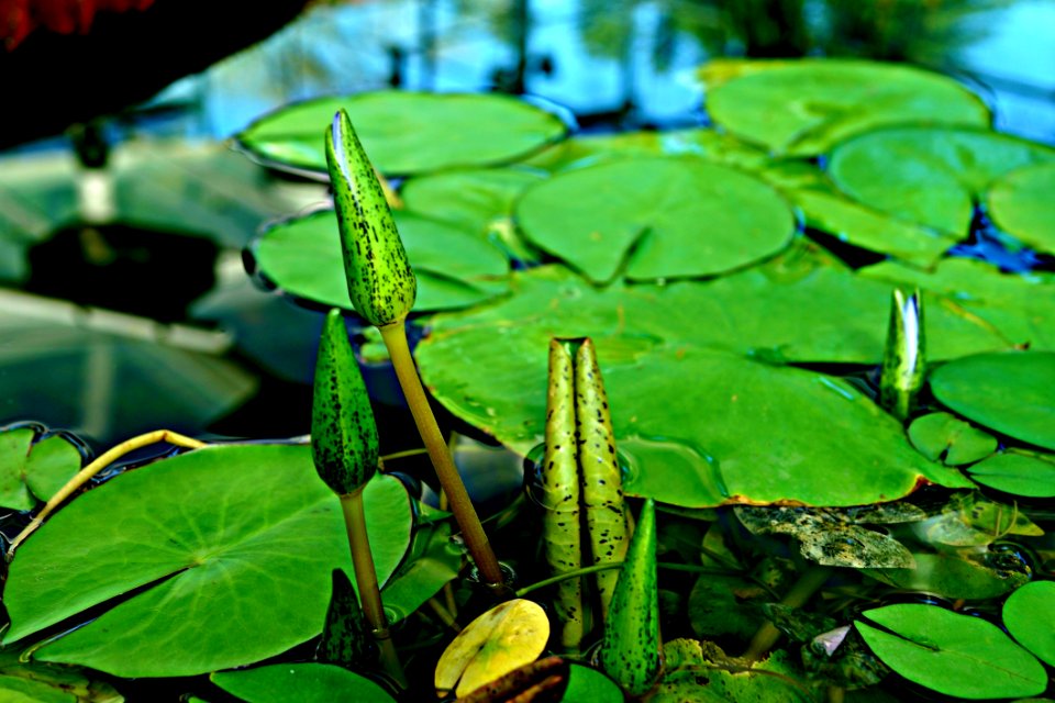Water Leaf Aquatic Plant Plant