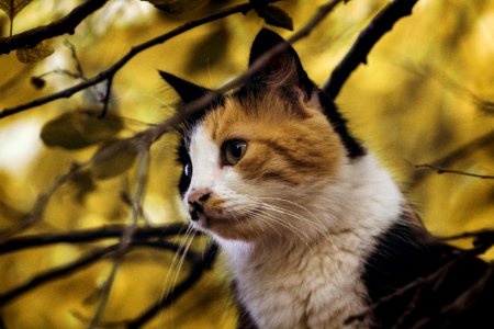 Cat Whiskers Fauna Small To Medium Sized Cats