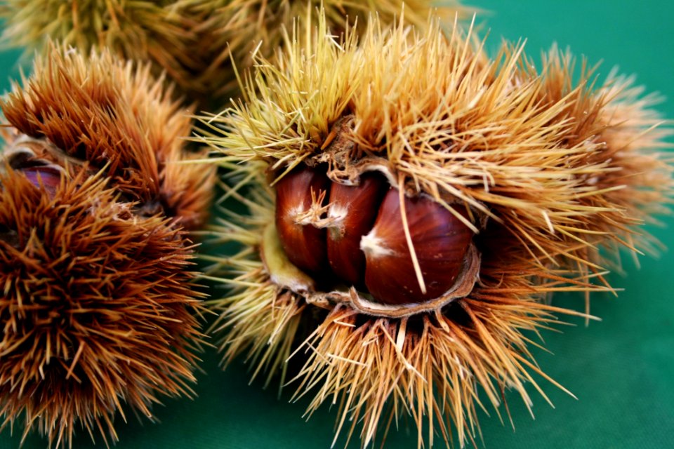Chestnut Nut Nuts amp Seeds Ingredient
