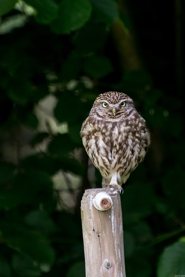 Nature animals little owl