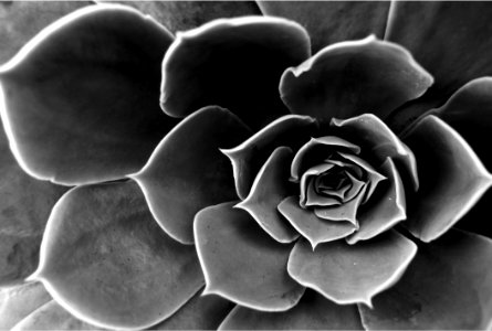 White Black Black And White Monochrome Photography photo