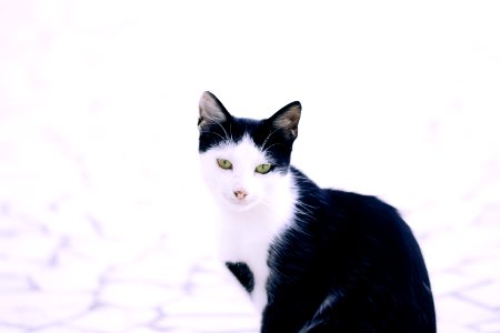 Cat Small To Medium Sized Cats Whiskers Cat Like Mammal photo
