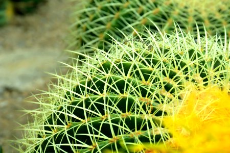 Plant Vegetation Thorns Spines And Prickles Cactus photo