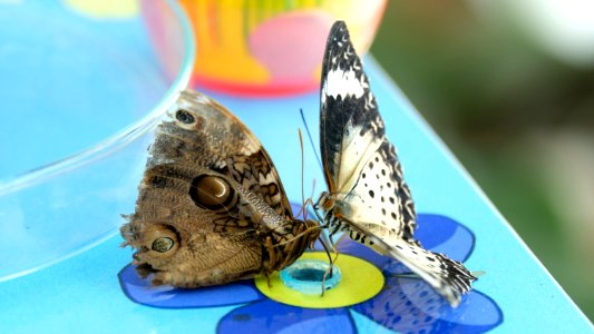 Moths And Butterflies Butterfly Insect Invertebrate