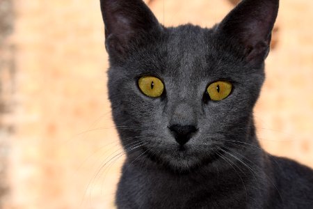 Cat Black Cat Black Whiskers photo
