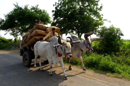 Mode Of Transport Cattle Like Mammal Vehicle Ox