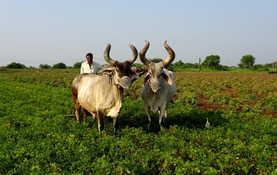 Cattle Like Mammal Horn Pasture Ecosystem