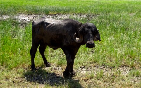Cattle Like Mammal Grazing Pasture Grass photo