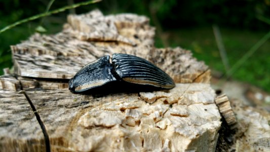 Invertebrate Terrestrial Animal Organism Insect