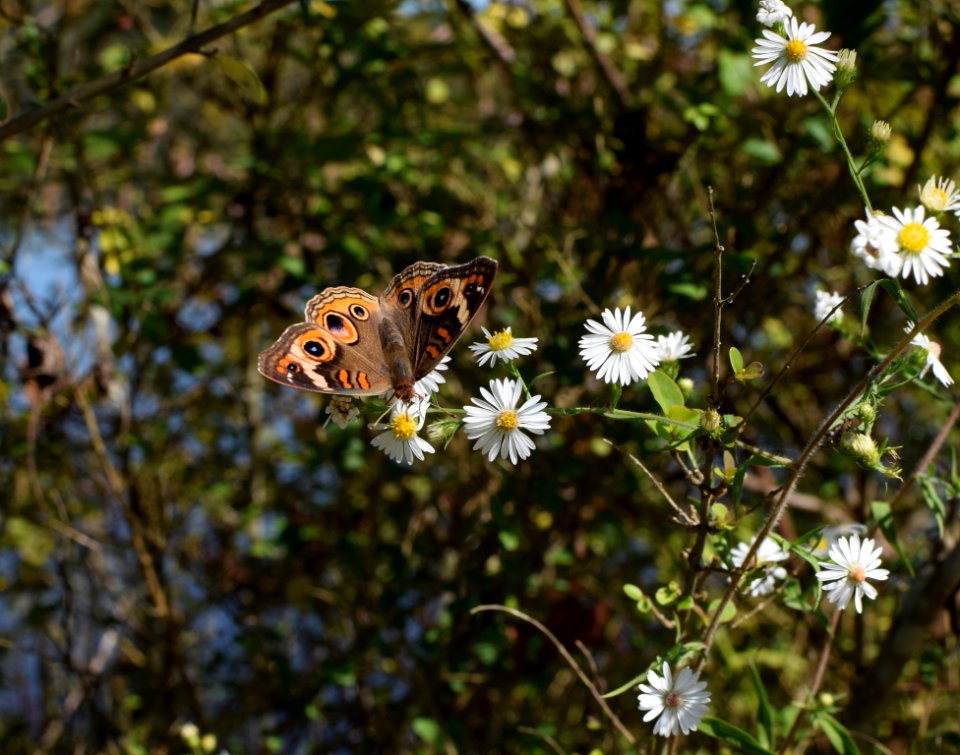 Butterfly Flower Moths And Butterflies Flora