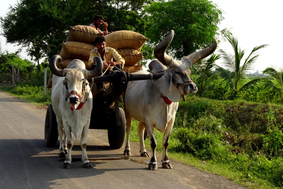 Cattle Like Mammal Horn Ox Cow Goat Family
