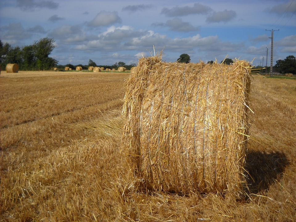 Harvest cereals Free photos