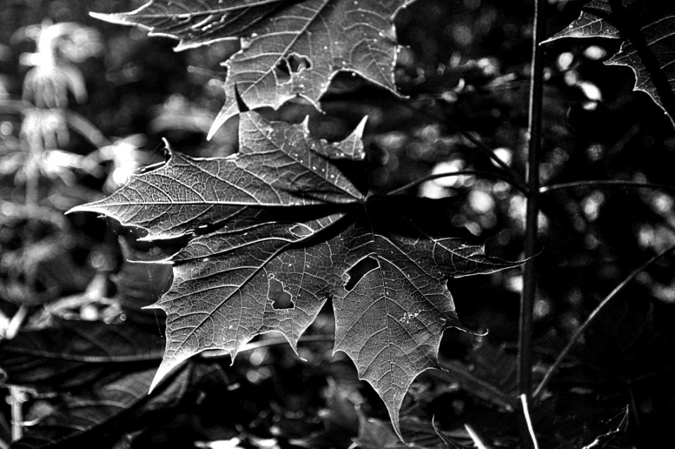 Leaf Black And White Monochrome Photography Plant