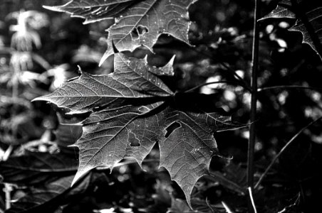 Leaf Black And White Monochrome Photography Plant photo
