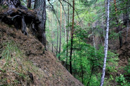 Woodland Ecosystem Tree Nature Reserve photo