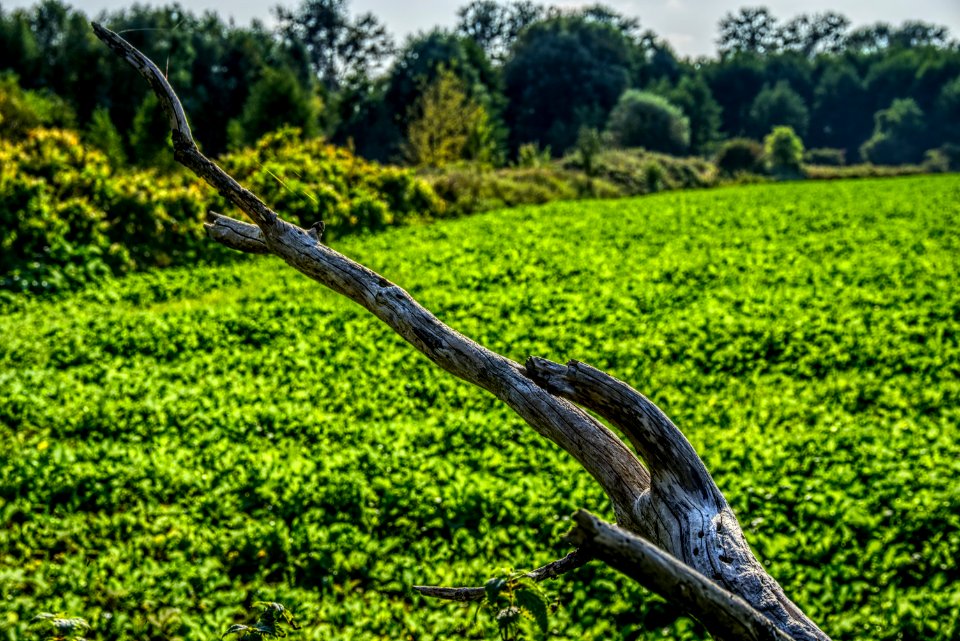 Ecosystem Vegetation Nature Reserve Grass