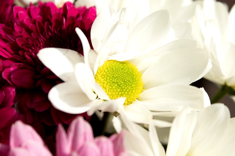 Flower White Yellow Flowering Plant