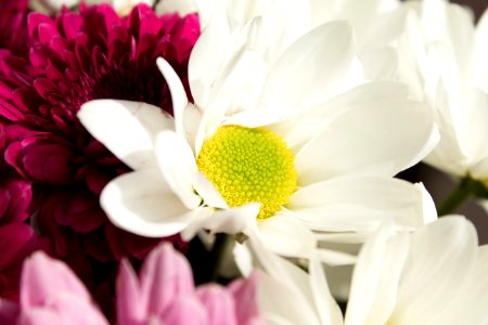 Flower White Yellow Flowering Plant photo