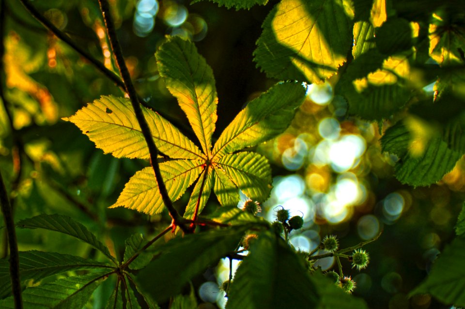 Leaf Vegetation Sunlight Deciduous