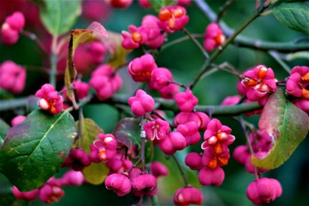 Flora Plant Berry Hawthorn