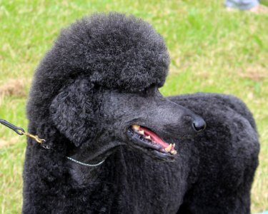 Dog Like Mammal Dog Mammal Dog Breed