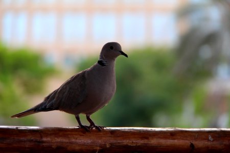 Bird Beak Fauna Pigeons And Doves