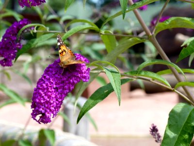 Butterfly Flora Insect Pollinator