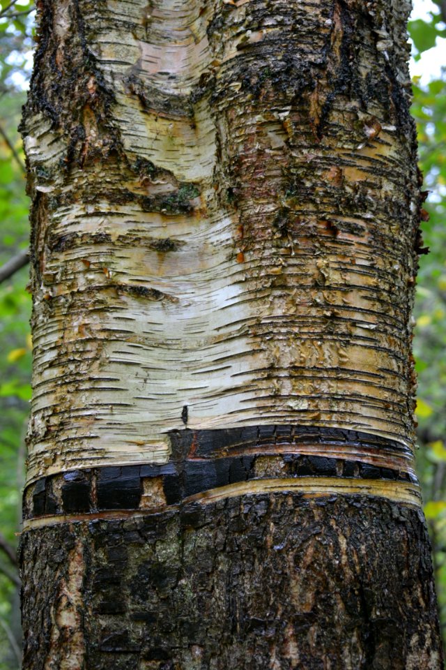 Tree Trunk Woody Plant Plant
