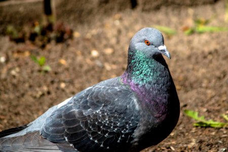 Pigeons And Doves Bird Stock Dove Beak