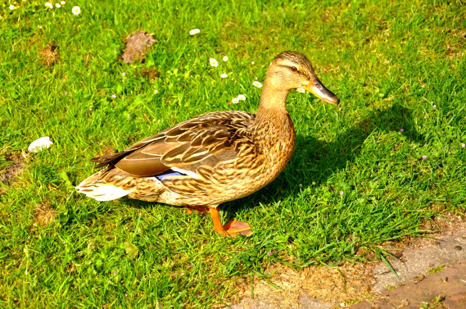 Bird Duck Mallard Fauna