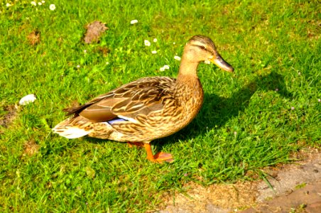 Bird Duck Mallard Fauna