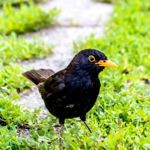 Bird Blackbird Beak Fauna photo