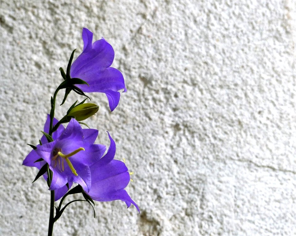 Flower Flora Plant Violet