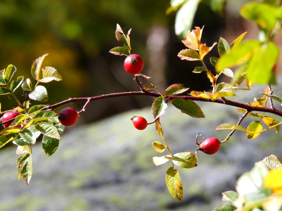 Plant Cherry Berry Rose Hip