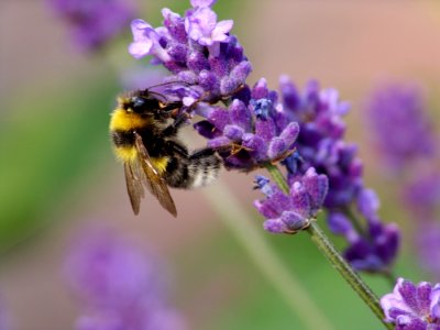 Bee Honey Bee English Lavender Bumblebee