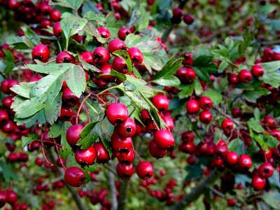 Berry Plant Hawthorn Chinese Hawthorn