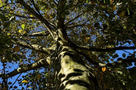 Tree Branch Woody Plant Leaf photo