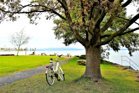 Land Vehicle Tree Bicycle Woody Plant